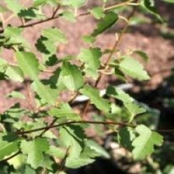 Hoheria 'Borde Hill'