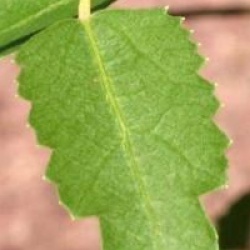 Hoheria 'Borde Hill'