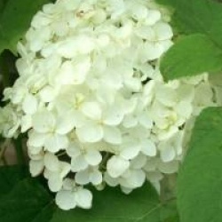 Hydrangea arborescens 'Annabelle'