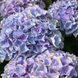 Hydrangea macrophylla 'Xian'