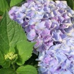 Hydrangea macrophylla 'Xian'