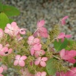 Hydrangea paniculata 'Angel's Blush'