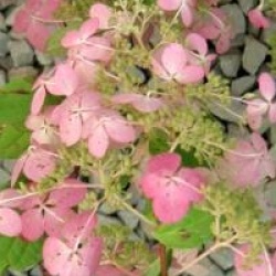 Hydrangea paniculata 'Angel's Blush'