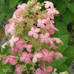 Hydrangea paniculata 'Angel's Blush'