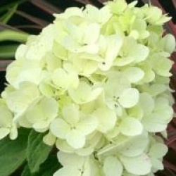 Hydrangea paniculata Diamant Rouge � 'Rendia' cov