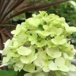 Hydrangea paniculata Diamant Rouge � 'Rendia' cov