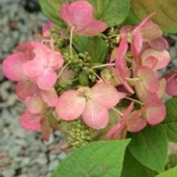 Hydrangea paniculata 'Magical Fire'
