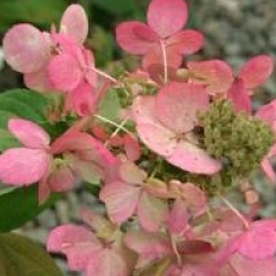 Hydrangea paniculata 'Magical Fire'