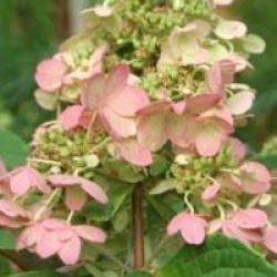Hydrangea paniculata 'Pinky Winky'