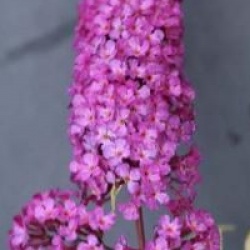 Buddleja davidii 'Harlequin' - Buddleia � feuilles panach�es