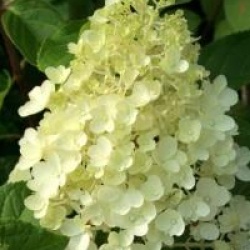 Hydrangea paniculata 'Silver Dollar'