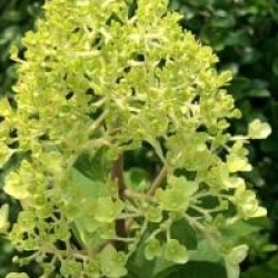 Hydrangea paniculata 'Silver Dollar'