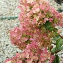 Hydrangea paniculata Sundae Fraise � 'Rensum' cov 