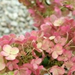 Hydrangea paniculata Sundae Fraise � 'Rensum' cov 