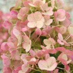 Hydrangea paniculata Sundae Fraise � 'Rensum' cov 