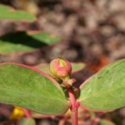 Hypericum x moserianum 'Tricolor'