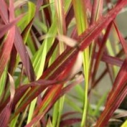 Imperata cylindrica 'Rubra' - Imperata cylindrica red baron