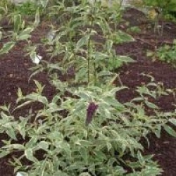 Buddleja davidii 'Harlequin'