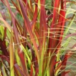 Imperata cylindrica 'Rubra'