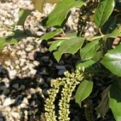 Itea ilicifolia