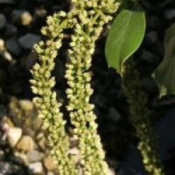 Itea ilicifolia