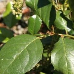 Itea ilicifolia