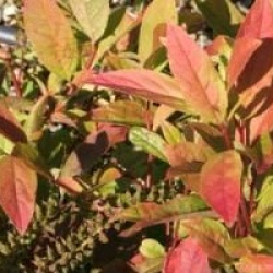 Itea virginica 'Henry's Garnet'