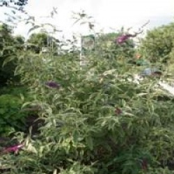 Buddleja davidii 'Harlequin'