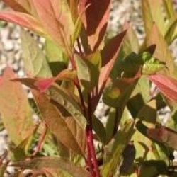 Itea virginica 'Henry's Garnet'