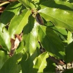 Itea yunnanensis  - It�a de Chine