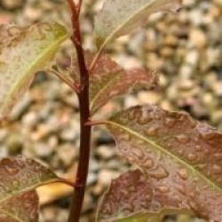 Itea yunnanensis 