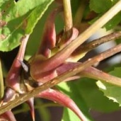 Kalopanax septemlobus