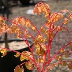 Koelreuteria paniculata 'Coral Sun' - Savonnier Coral Sun