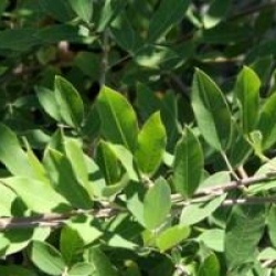 Lespedeza thunbergii