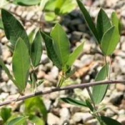 Lespedeza thunbergii