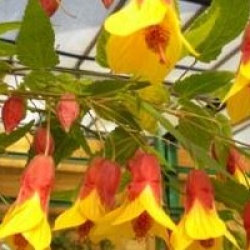 Abutilon 'Kentish Belle'