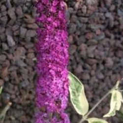 Buddleja davidii 'Harlequin'