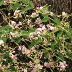 Lespedeza thunbergii 'Edo Shibori'