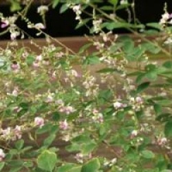 Lespedeza thunbergii 'Edo Shibori'