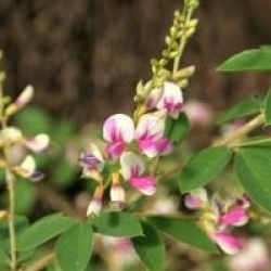 Lespedeza thunbergii 'Edo Shibori'