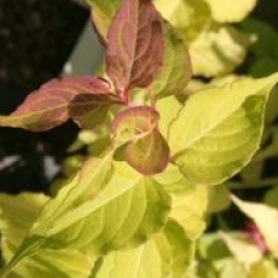 Leycesteria formosa Golden Lanterns 'Notbruce' cov 