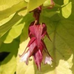 Leycesteria formosa Golden Lanterns 'Notbruce' cov 
