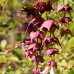 Leycesteria formosa 'Purple Rain'