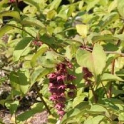 Leycesteria formosa 'Purple Rain'