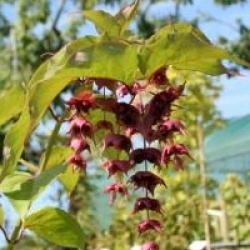 Leycesteria formosa 'Purple Rain'
