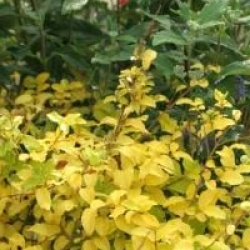 Ligustrum ovalifolium 'Lemon and Lime'