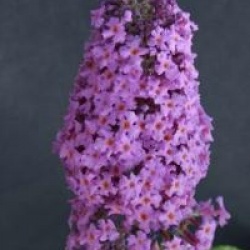 Buddleja davidii 'R�ve de Papillon' � 'Minpap'  - Buddleia R�ve de Papillon