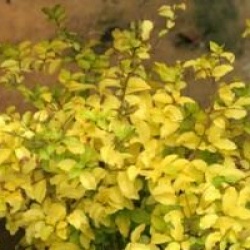 Ligustrum ovalifolium 'Lemon and Lime'
