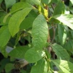 Lindera benzoin