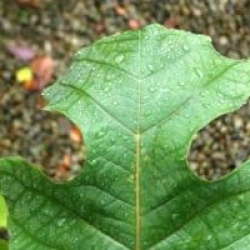 Liriodendron chinense - Tuliper de Chine